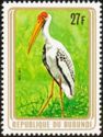 Yellow-billed Stork (Ibis ibis)